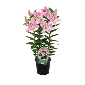 150mm Souvenir - Oriental lilium