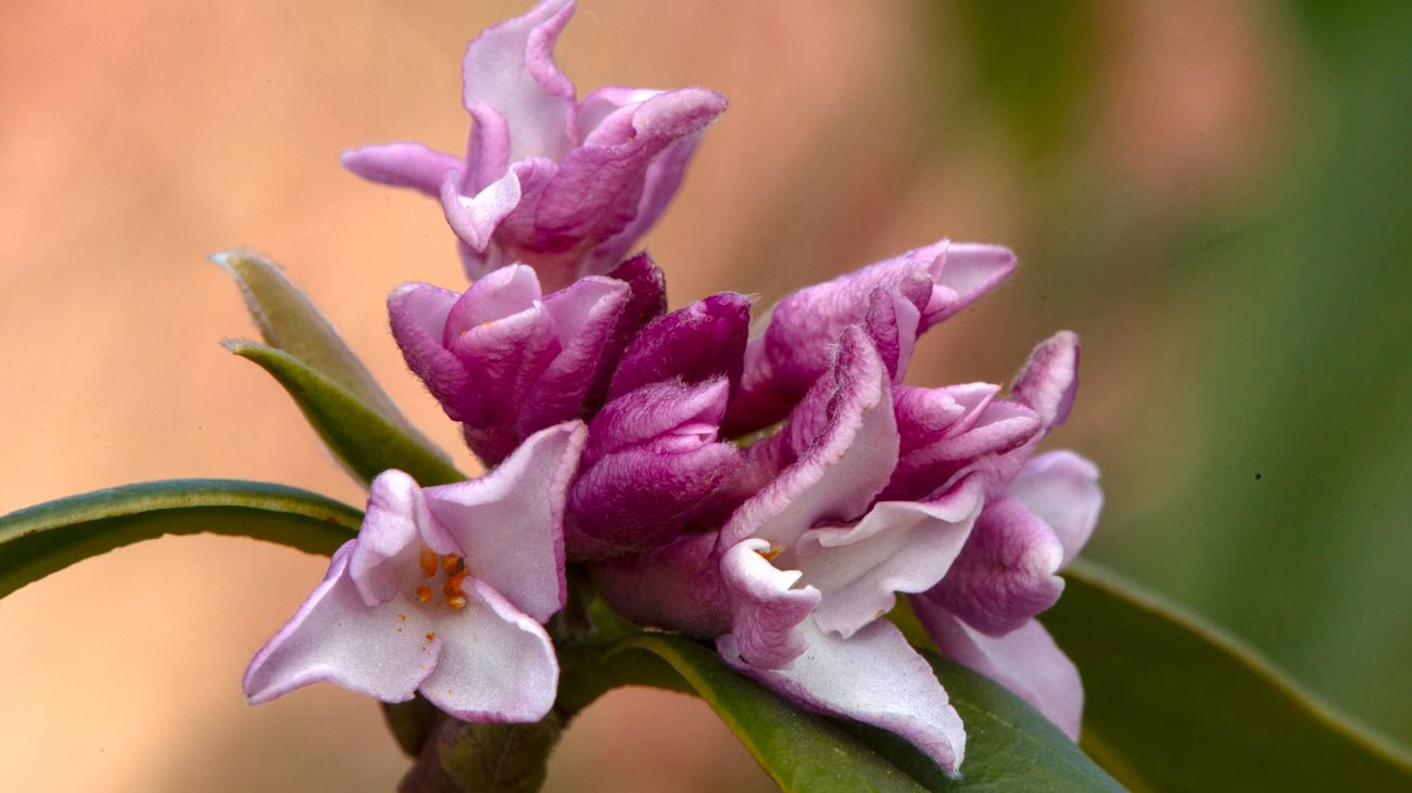 Close up of a cluster of purple and white Daphne flowers