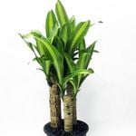 200mm Happy Plant - Dracaena fragrans Massangeana