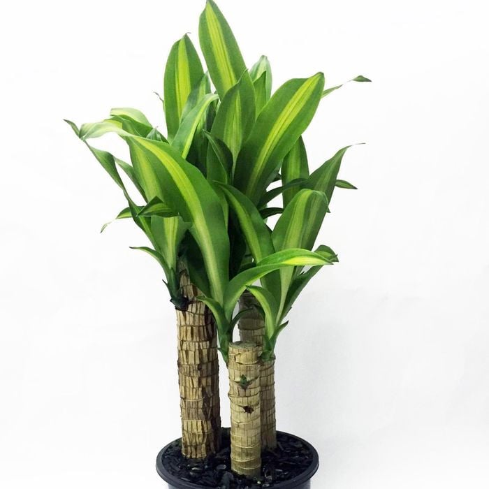 200mm Happy Plant - Dracaena fragrans Massangeana