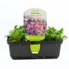 Punnet Alyssum Mixed - Lobularia maritima