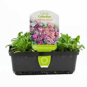 Punnet Alyssum Mixed - Lobularia maritima