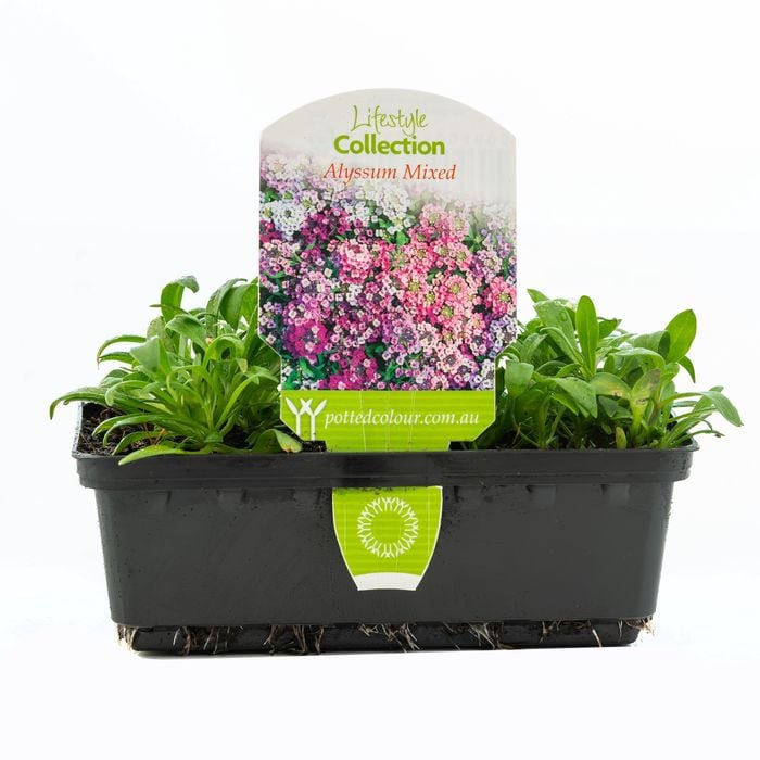 Punnet Alyssum Mixed - Lobularia maritima