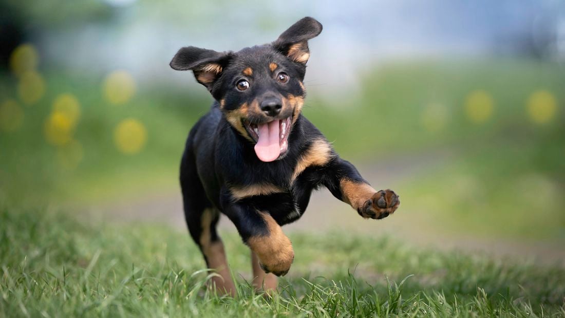 A brown and black dog jumping on grass outside.