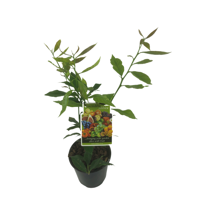 1.9L Lemon Yen Ben - Citrus hybrid Yen Ben