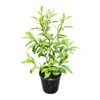 3.3L Port Wine Magnolia - Michelia Figo