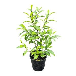 3.3L Port Wine Magnolia - Michelia Figo
