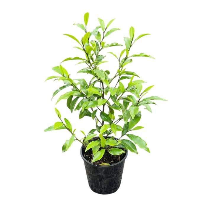 3.3L Port Wine Magnolia - Michelia Figo