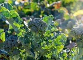 A head of broccoli grows in the field