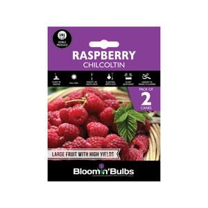 Bloomin' Bulbs Raspberry Chilcotin - 2 Pack
