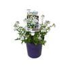 140mm Nemesia Confetti™ White - Nemesia denticulata