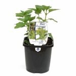 125mm Food for Life Basil Perennial - Mentha x rotundifolia