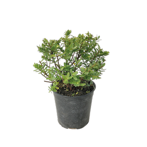 2L Hebe Wiri Mist - Plantaginaceae