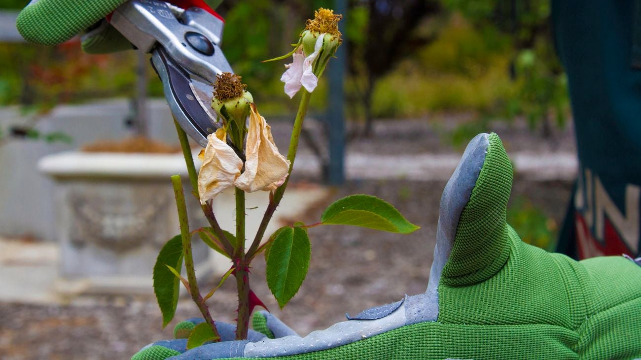 Dead flowers being pruned by a person wearing gardening gloves.