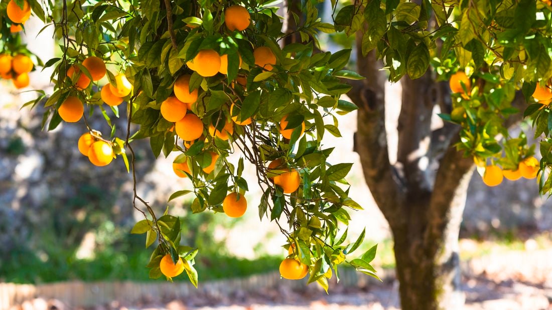 Ripe orange cumquats on a tree