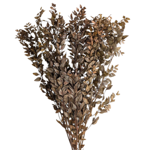 Blooms of Joy 60cm Brown Ruscus 10 Pack Preserved