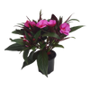 105mm Impatiens Sweetie - Impatiens hawkeri
