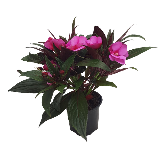 105mm Impatiens Sweetie - Impatiens hawkeri