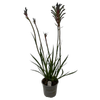 130mm Kangaroo Paw - Anigozanthos Celebrations® Fireworks™