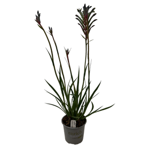 130mm Kangaroo Paw - Anigozanthos Celebrations® Fireworks™