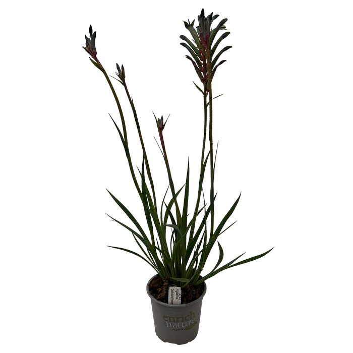130mm Kangaroo Paw - Anigozanthos Celebrations® Fireworks™