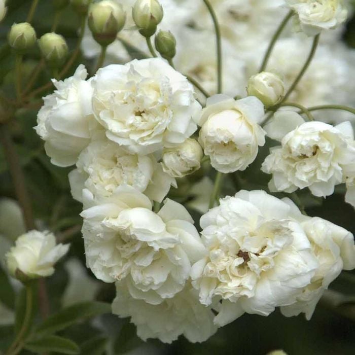 140mm White Banksia Rose - Rosa banksia Alba