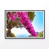 Branch Of Bougainvillea Flowers  Print 100% Australian Made 120x90cm  (Poster)