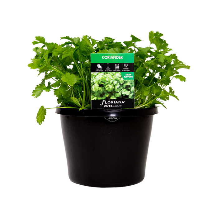 180mm Coriander - Coriandrum sativum
