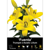 Yarra Valley Bulbs Lilium Fuenta - 2 Pack