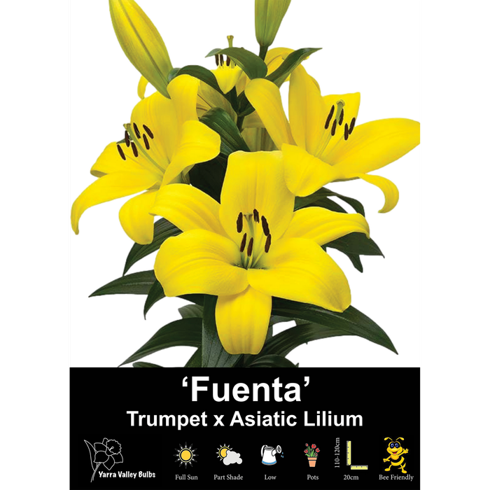 Yarra Valley Bulbs Lilium Fuenta - 2 Pack