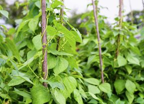 green bean shoots in the garden