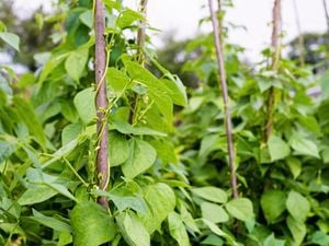 Wide shot of a bean plant in the field