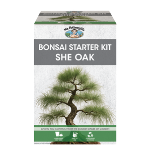 Fothergill's She Oak Bonsai Starter Kit