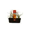 Punnet Brown Onion - Allium cepa - Grow Your Own Range