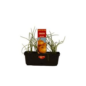 Punnet Brown Onion - Allium cepa - Grow Your Own Range