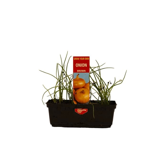 Punnet Brown Onion - Allium cepa - Grow Your Own Range