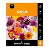 Bloomin Bulbs Dahlia Mixed - 4 Pack