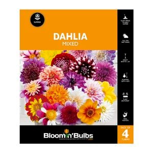Bloomin Bulbs Dahlia Mixed - 4 Pack