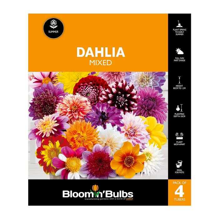 Bloomin Bulbs Dahlia Mixed - 4 Pack