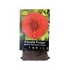 Yarra Valley Bulbs Dahlia Florelie Ponyo - 1 Pack