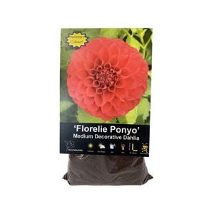 Yarra Valley Bulbs Dahlia Florelie Ponyo - 1 Pack