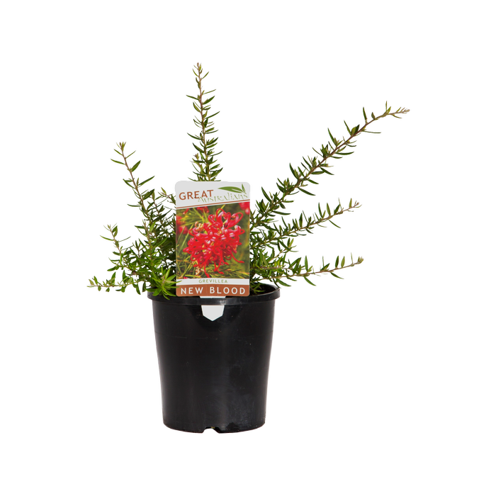 140mm New Blood Grevillea - Grevillea juniperina hybrid