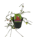 1.9L Cranberry Bergman - Vaccinium species - Incredible Edibles Range