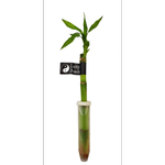 200mm Lucky Bamboo In Vial - Dracaena Sanderiana