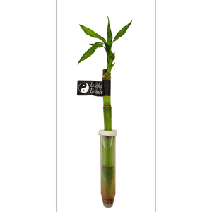 200mm Lucky Bamboo In Vial - Dracaena Sanderiana