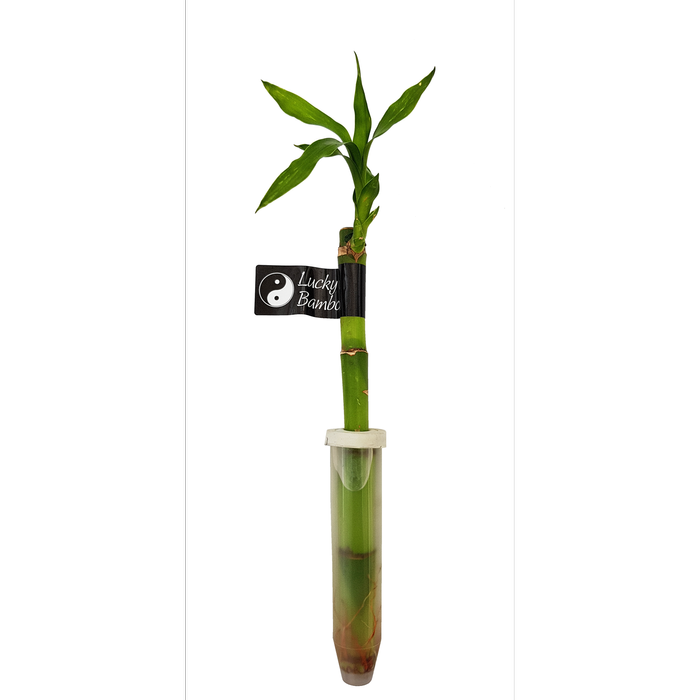 200mm Lucky Bamboo In Vial - Dracaena Sanderiana