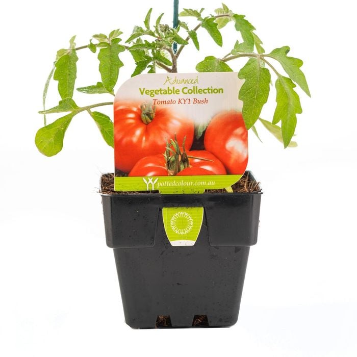 100mm Tomato KY1 Bush - Lycopersicon Esculentum