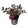 2.5L Weigela Wine And Roses