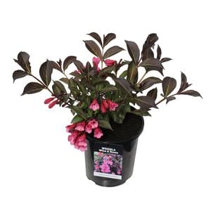 2.5L Weigela Wine And Roses