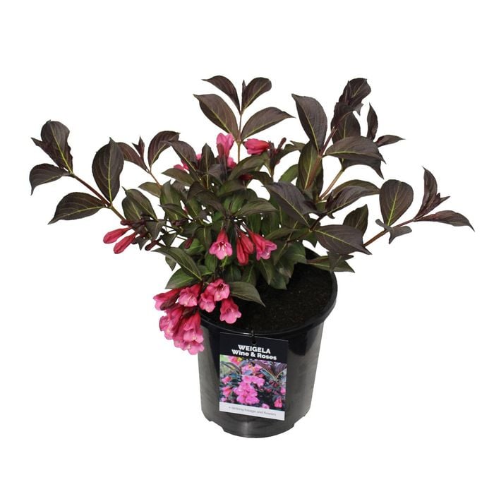 2.5L Weigela Wine And Roses